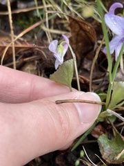Viola labradorica