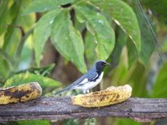 Setophaga caerulescens