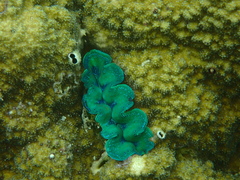 Tridacna maxima