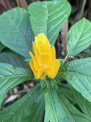 Pachystachys lutea