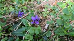 Viola confusa