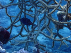 Canthigaster pygmaea