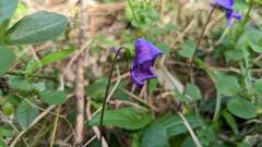 Viola confusa