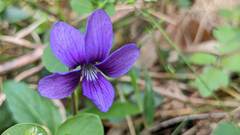 Viola confusa