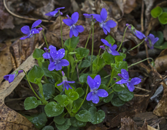 Viola palmata