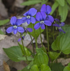 Viola palmata