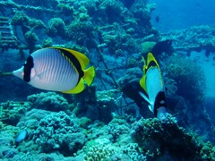 Chaetodon lineolatus