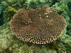Acropora millepora