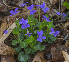 Viola palmata
