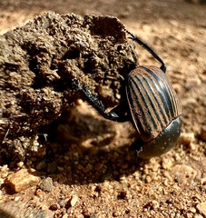 Scarabaeus laticollis