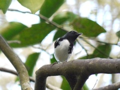 Setophaga caerulescens