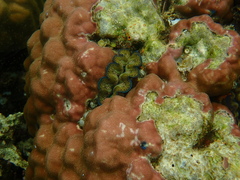 Tridacna maxima