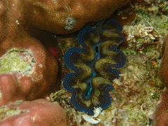 Tridacna maxima