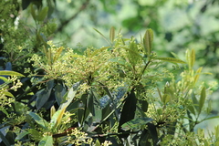 Machilus chekiangensis