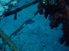 Oxycheilinus digramma