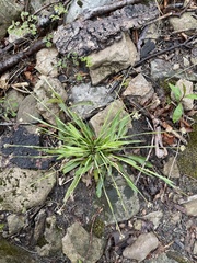 Carex platyphylla