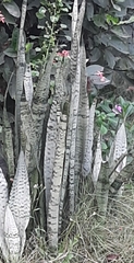 Sansevieria trifasciata