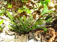 Asplenium trichomanes