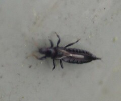 Aeolothrips
