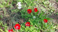 Anemone coronaria
