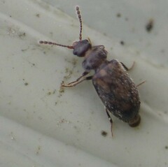Phloiophilus edwardsii