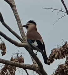 Garrulus glandarius