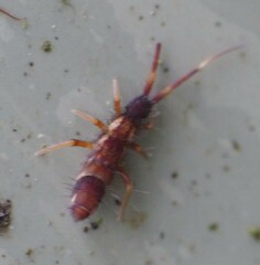 Orchesella flavescens