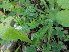 Sherardia arvensis
