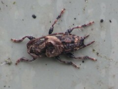 Pogonocherus hispidus