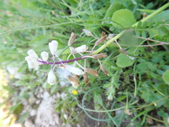 Bellevalia flexuosa