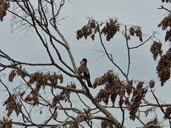 Garrulus glandarius