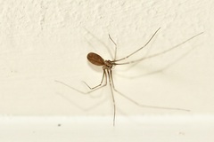 Pholcus opilionoides