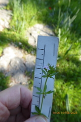 Sherardia arvensis