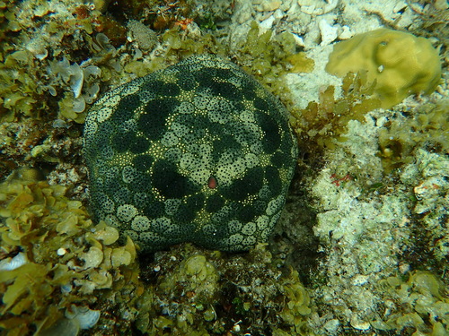 Cushion Starfish