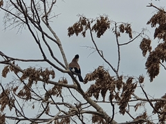 Garrulus glandarius