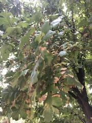 Quercus macrocarpa