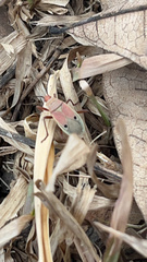 Probergrothius nigricornis