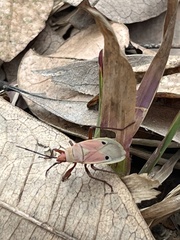 Probergrothius nigricornis