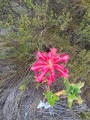 Tritoniopsis triticea