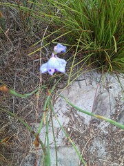 Disa graminifolia