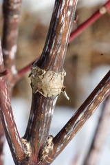 Acer pensylvanicum