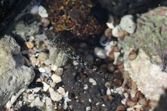 Bathygobius coalitus