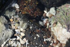 Bathygobius coalitus