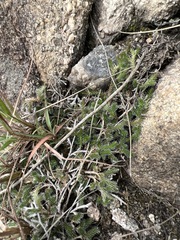 Selaginella dregei