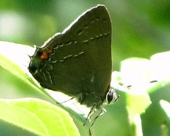 Satyrium favonius