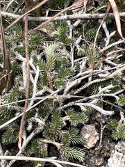 Selaginella dregei