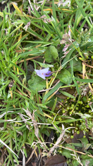 Mazus pumilus