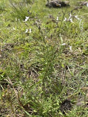 Syncolostemon concinnus