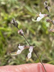 Syncolostemon concinnus