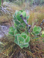 Protea speciosa